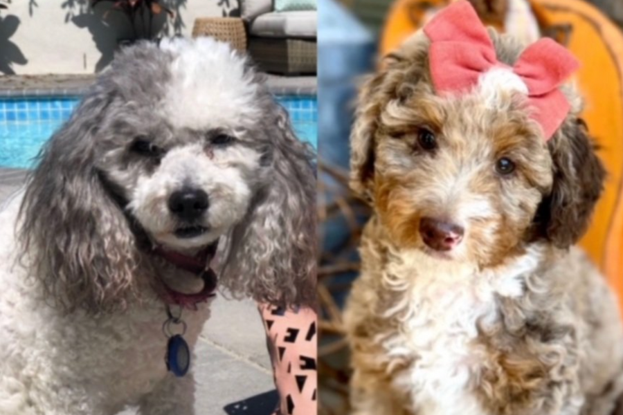 Honoring Bo & Celebrating Lexi-The Zero Negative Foundation